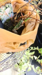 かえる1