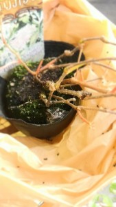かえる2